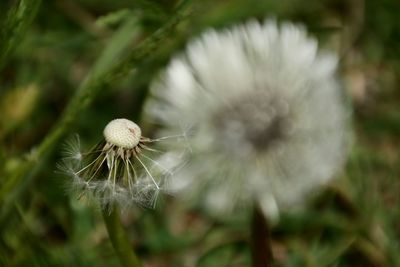 Close-up of dandelion