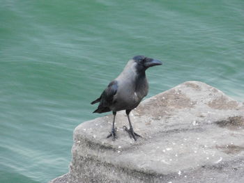 Bird in water