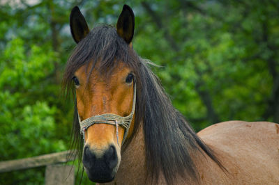 Close-up of a horse