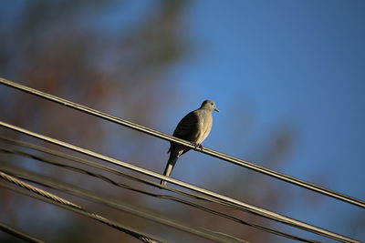 Low angle view of bird perching against sky