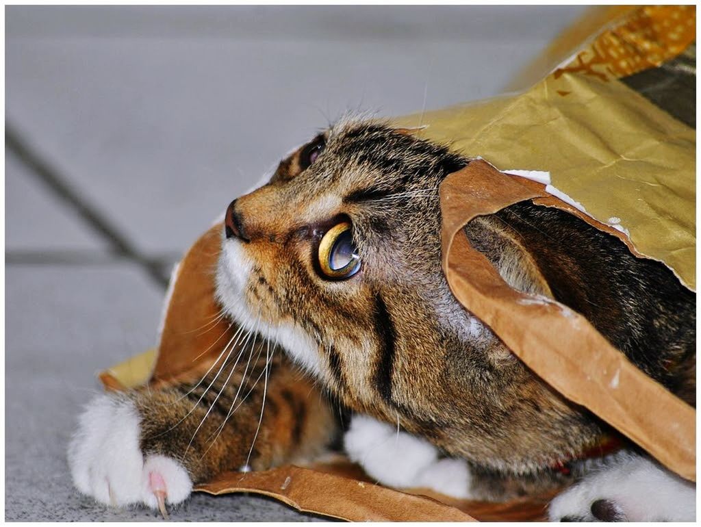 Cat and bag