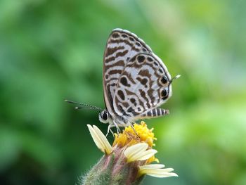 Close-up of butterfly perching on flower