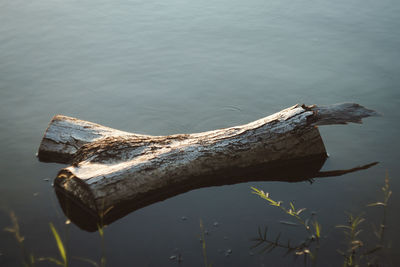 High angle view of wood on lake
