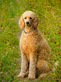 Portrait of dog sitting on grass