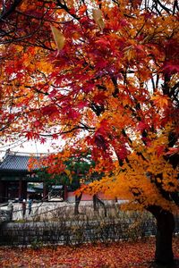 Trees by house during autumn