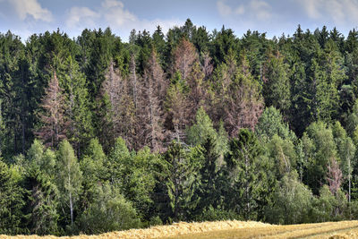 Trees on field against sky