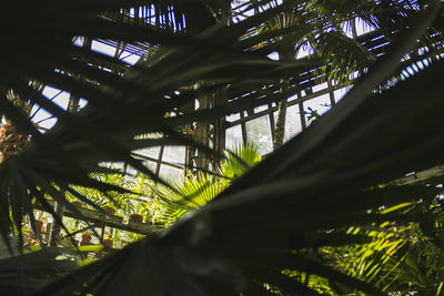 Low angle view of palm trees