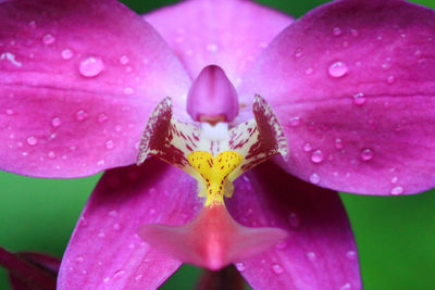 Close-up of pink lotus water lily