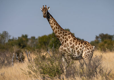 View of a giraffe on field against sky