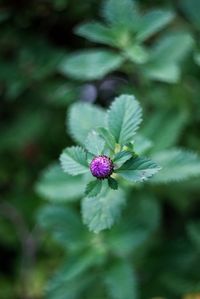 Close-up of purple flower blooming outdoors