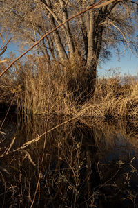 Reflection of tree in water