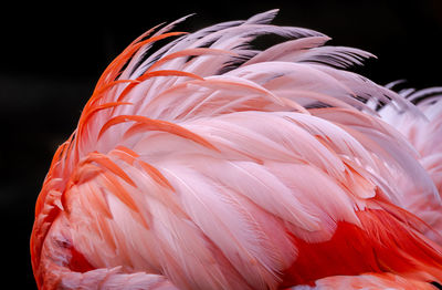 Pink flamingo plumage on fire