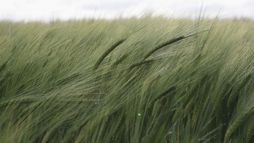 Close-up of wheat growing on field