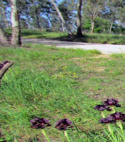 High angle view of a forest