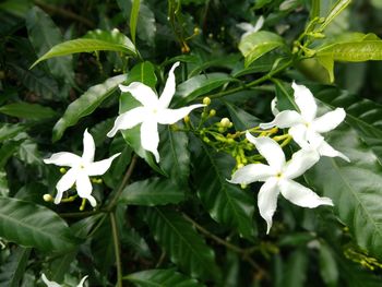 Close-up of white flowering plant