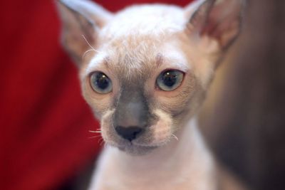 Close-up of a cornish rex kitten 