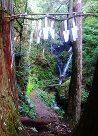 Trees in a forest