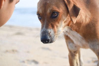 Close-up of dog looking away