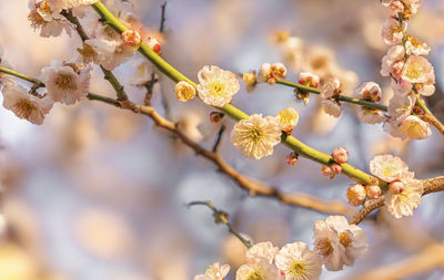 Close-up on a white plum tree flowers in bloom against a bokeh background.