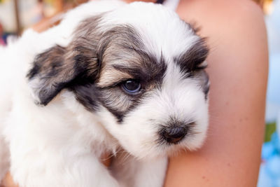 Close-up portrait of puppy