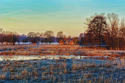 Bare trees on field against sky during winter