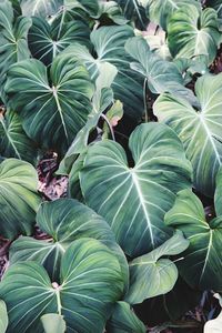 Full frame shot of green leaves