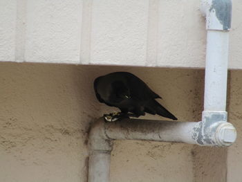 Close-up of bird perching on wall