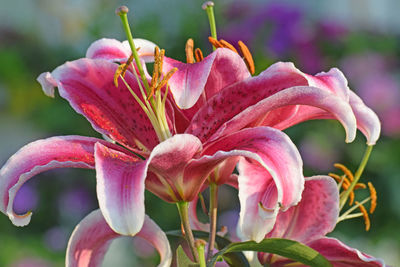 Close-up of pink lilies