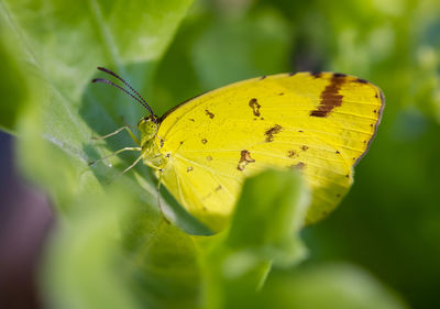 Close-up of butterfly on leaf