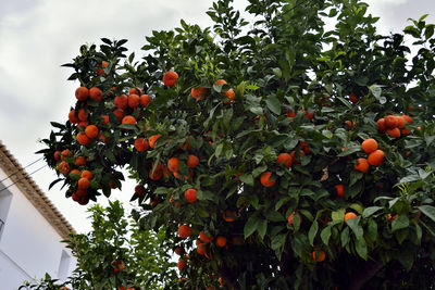 Low angle view of berries growing on tree against sky