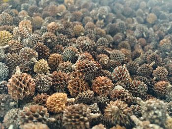 Full frame shot of coral plants
