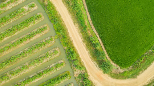 High angle view of agricultural field