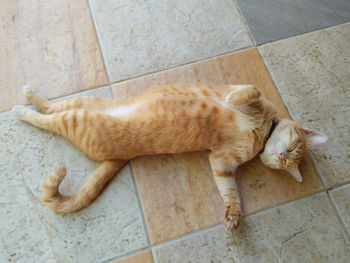 High angle view of cat sleeping on tiled floor