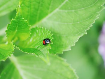 Close-up of ladybug on leaf