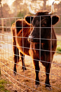 Close-up of horse