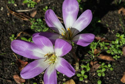 Close-up of purple crocus flowers on field
