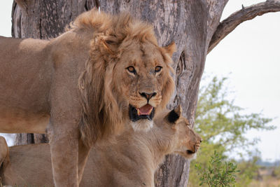 Close-up of lion