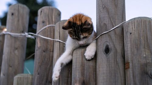 Portrait of a cat on wooden fence