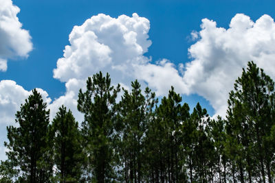 Low angle view of trees against sky