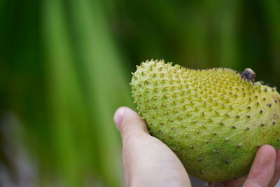 Close-up of hand holding fruit