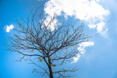Low angle view of bare tree against blue sky
