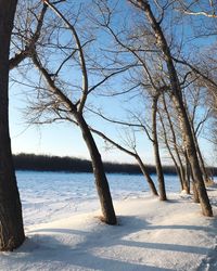 Bare tree by plants against sky during winter