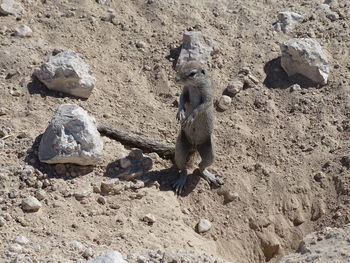 Lizard on sand at beach