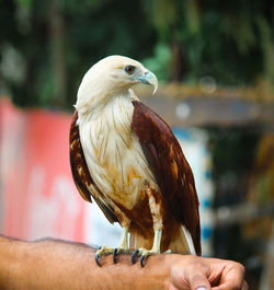 bird