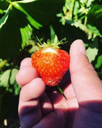 Close-up of hand holding strawberries