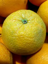 Close-up of oranges