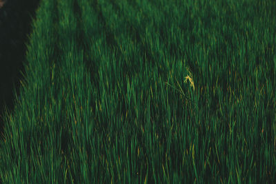 Full frame shot of bird on grass