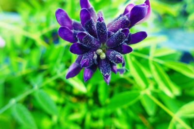 Close-up of purple flowers blooming outdoors