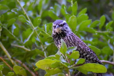 Close-up of a bird perching on plant