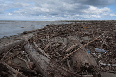 Scenic view of driftwood on beach against sky